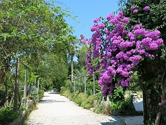 TRSTENO - Arboretum (33)
